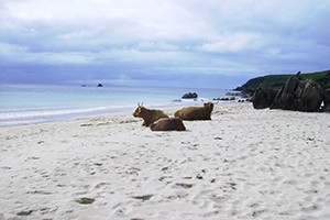 A photo of cattle on Machir bay