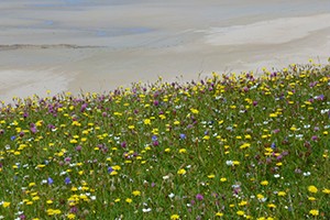 A photo of some flowers